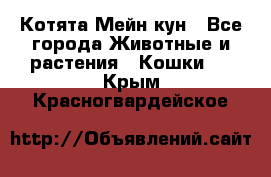 Котята Мейн кун - Все города Животные и растения » Кошки   . Крым,Красногвардейское